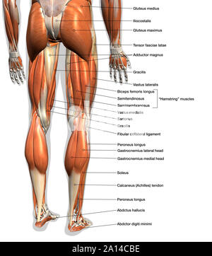 Diagramm beschriftet Anatomie der männlichen Beinmuskeln, auf weißem Hintergrund. Stockfoto