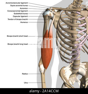 Mit der Bezeichnung Anatomie Diagramm der männlichen Schulter Bizeps Muskeln und Bänder, weißen Hintergrund. Stockfoto