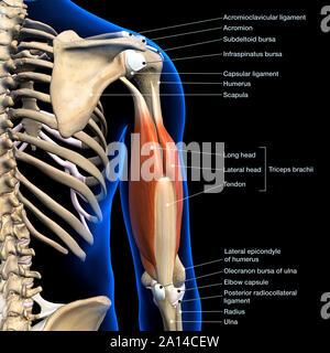 Diagramm beschriftet Anatomie der männlichen Trizeps Muskeln, Bindegewebe und Knochen, auf schwarzem Hintergrund. Stockfoto