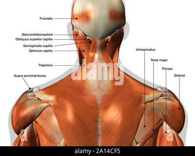 Anatomie Diagramm der Nacken- und Rückenmuskulatur auf weißem Hintergrund gekennzeichnet. Stockfoto