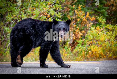 Schwarzer Bär auf der Straße Mt Rainier, Washington Stockfoto