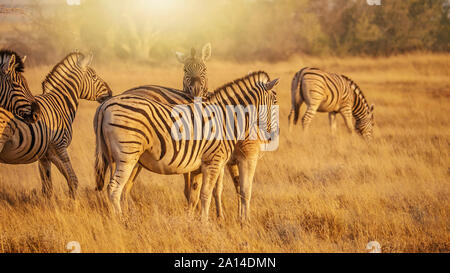 Goldene Morgenlicht und eine Herde von Burchell's Zebra (Equus burchelli) in das trockene Gras des Etosha National Park, Namibia. Stockfoto