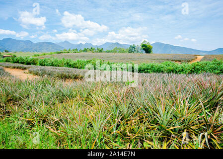 Ananas Plantage an Malaybalay, Bukidnon, Philippinen. Stockfoto