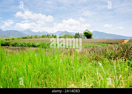 Ananas Plantage an Malaybalay, Bukidnon, Philippinen. Stockfoto