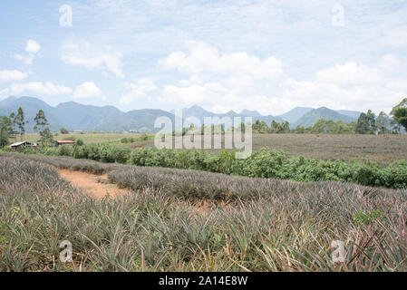 Ananas Plantage an Malaybalay, Bukidnon, Philippinen. Stockfoto