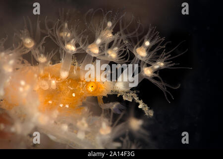Stachelige Seespinne (Achaeus Spinosus). Unterwasser Makrofotografie von Lembeh Strait, Indonesien Stockfoto