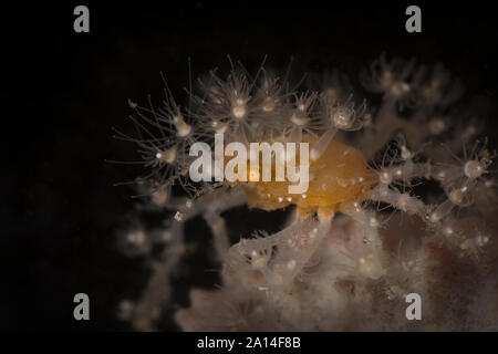 Stachelige Seespinne (Achaeus Spinosus). Unterwasser Makrofotografie von Lembeh Strait, Indonesien Stockfoto