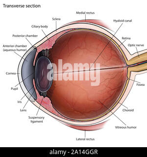 Querschnitt Auge Anatomie mit Etiketten. Stockfoto