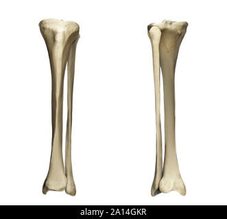 Vordere und hintere Ansicht der Tibia und Fibula. Stockfoto