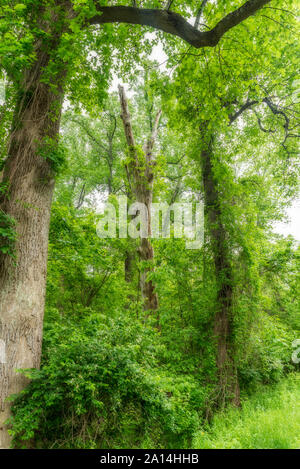 Bäume mit Laub im Wald an der Chesapeake und Ohio Canal Stockfoto