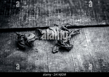 In der Nähe von Einzelnen getrockneten Guave Blatt auf einer hölzernen Fläche mit Textur und Beläge isoliert auf. Stockfoto