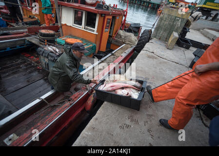 Mar del Plata, Argentinien - 19. September 2016: Es ist ein kleines Fischerboot, typisch für den Hafen von Mar del Plata, nach einem Tag des Fischens, üblichen Stockfoto