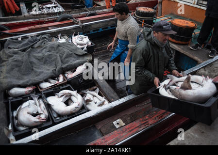 Mar del Plata, Argentinien - 19. September 2016: Es ist ein kleines Fischerboot, typisch für den Hafen von Mar del Plata, nach einem Tag des Fischens, üblichen Stockfoto