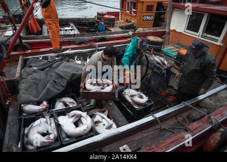 Mar del Plata, Argentinien - 19. September 2016: Es ist ein kleines Fischerboot, typisch für den Hafen von Mar del Plata, nach einem Tag des Fischens, üblichen Stockfoto