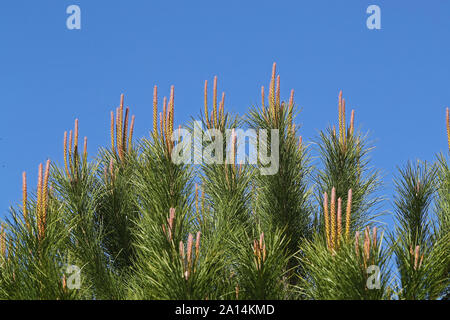 Mediterrane Pinie Triebe oder Kerzen zeigen männliche und weibliche Blüten Latin Pinus pinea auch als Regenschirm, Sonnenschirm oder italienische Pinie Stockfoto