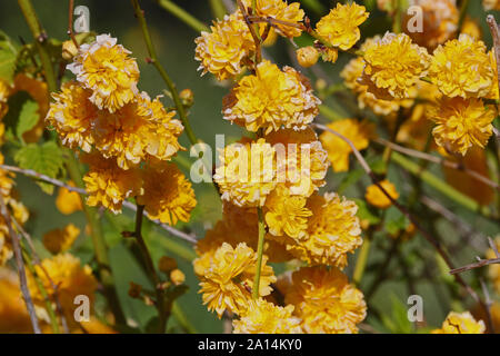 Gelbe Kerria japonica "pleniflora Bachelor- Taste oder der Jude malve Familie der Rosaceae auch Japanische kerria Eine sommergrüne Strauch Blüte in Italien genannt Stockfoto