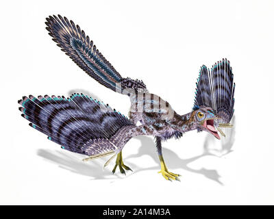 Archaeopteryx Dinosaurier auf weißem Hintergrund. Stockfoto