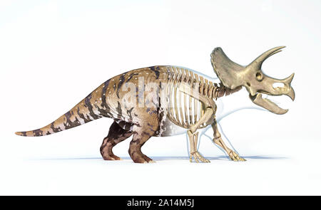 Triceratops Morphing von Haut, Skelett, auf weißem Hintergrund. Stockfoto