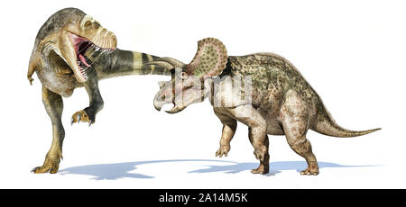 Tyrannosaurus rex Angriff auf ein Triceratops. Stockfoto