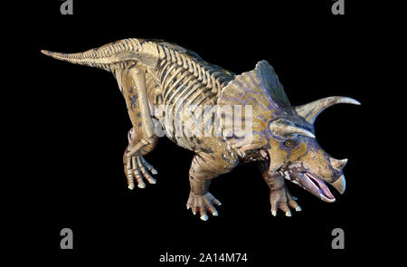 3D-Rendering von Triceratops mit Skelett in Ghost Wirkung. Stockfoto