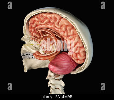 Menschlicher Schädel mittlere sagittale Querschnitt mit Gehirn. Stockfoto