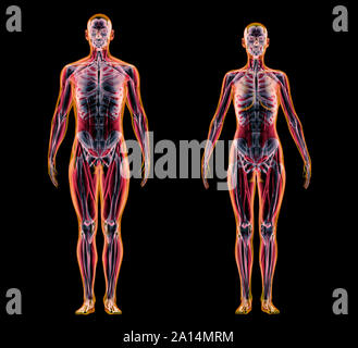 X-ray Effekt der männlichen und weiblichen Muskel- und Skeletterkrankungen, die auf schwarzen Hintergrund. Stockfoto