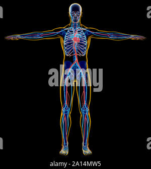 X-ray Effekt der männlichen Skelett- und Herz-Kreislauf-System. Stockfoto