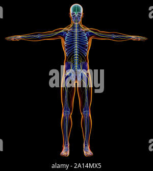 X-ray Effekt der männlichen Nervensystem. Vollständige Abbildung auf schwarzem Hintergrund. Stockfoto