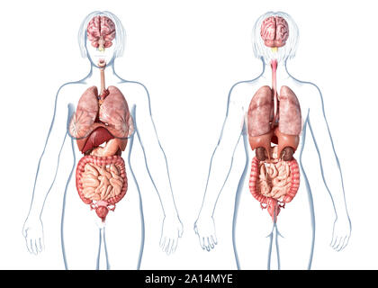 Weibliche Anatomie der inneren Organe, hinten und vorne, auf weißem Hintergrund. Stockfoto