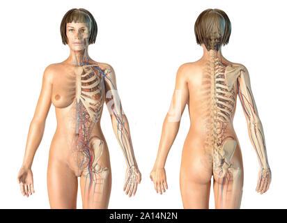Weibliche Anatomie des Herz-Kreislauf-Systems mit Skelett. Stockfoto
