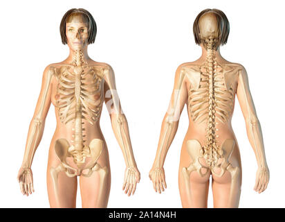 Weibliche Skelettsystem, Front- und Rückansicht, auf weißem Hintergrund. Stockfoto