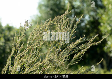 Wermut Gras auf dem Feld an einem sonnigen Sommertag close-up Stockfoto