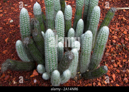 Sydney Australien, pelzigen touch Kaktus im Garten an einem regnerischen Tag Stockfoto