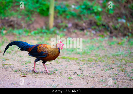 Die sri-lankische Dschungel HÜHNER ( Gallus lafayettii) oder Ceylon junglefowl, ist ein Mitglied der Galliformes Vogel, die endemisch ist, ist in Sri Lanka. Stockfoto