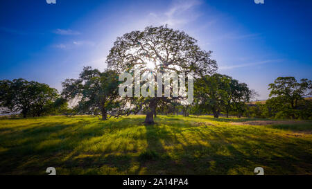 Die Sonne schien durch eine majestätische grüne Eiche in einer Wiese, mit blauem Himmel im Hintergrund Stockfoto
