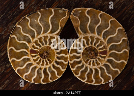 Alte Ammoniten, auch bezeichnet als ammonoidea oder Ammoniten, eine ausgestorbene Form der marine Muschel eng mit modernen celoids, wie Squid Verwandte Stockfoto