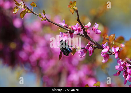 Tischler Bienen Latein xylocopa violacea Männchen streifen hat auf die Antennen der Paarung auf lila oder rosa Judas tree blossom Latin Cercis siliquastrum Stockfoto