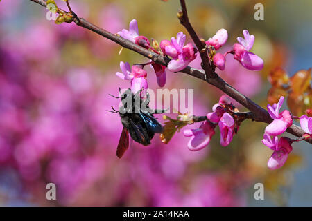 Tischler Bienen Latein xylocopa violacea Männchen streifen hat auf die Antennen der Paarung auf lila oder rosa Judas tree blossom Latin Cercis siliquastrum Stockfoto