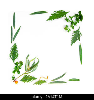 Tee Kräuter noch leben Flatlay auf weißem Hintergrund Stockfoto