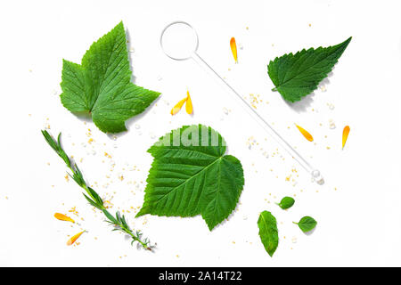Tee Kräuter noch leben Flatlay auf weißem Hintergrund Stockfoto