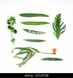 Tee Kräuter noch leben Flatlay auf weißem Hintergrund Stockfoto