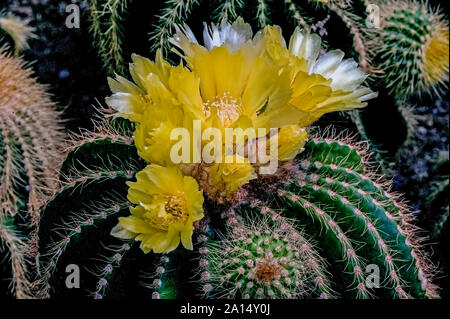 Cactus, Astrophytum ornatum, ein Sommer, helle gelbe Blume, gerade, dornigen Wirbelsäule, gewachsen, in, Kalimpong,, West Bengal, Indien. Stockfoto