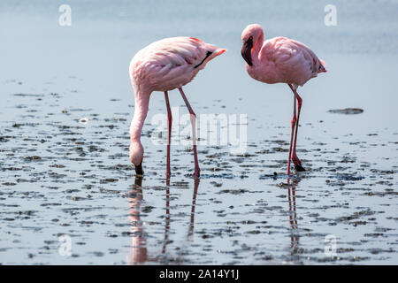 Zwei rosa Flamingos auf der Suche nach Nahrung im Wasser, Walvis Bay, Namibia, Afrika Stockfoto