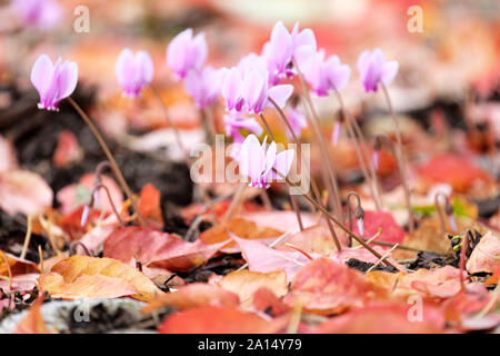 Rosa Blüte Cyclamen Hederifolium, Efeu-leaved Cyclamen oder sowbread Wachsen durch ein Bett der Blätter im Herbst Stockfoto