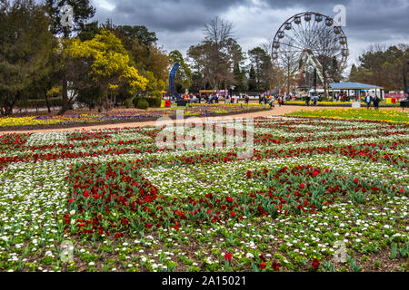 Besucher bewundern die Masse der bunte Tulpen an der Floriade 2019, Canberra, ACT, Australia. Stockfoto