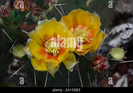 Engelmann Feigenkaktus oder Texas feigenkaktus fotografiert im botanischen Garten in New Mexico Stockfoto