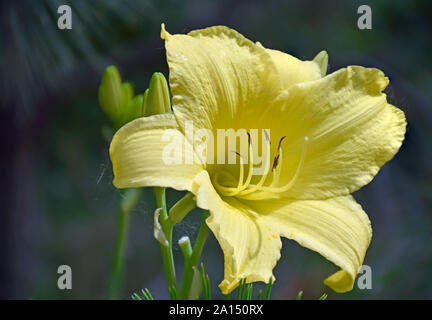 Asiatische Lilie im Sommer in New Mexico im Botanischen Garten Stockfoto