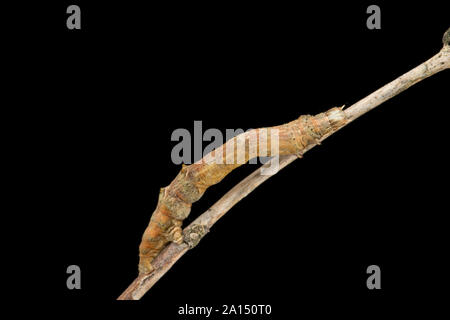 Ein Beispiel für eine frühe Thorn Caterpillar, oder Larve, Selenia dentaria, fotografiert auf einem Zweig in einem Studio vor einem schwarzen Hintergrund im September. Es i Stockfoto