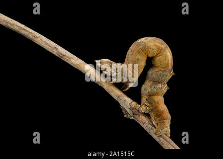 Ein Beispiel für eine frühe Thorn Caterpillar, oder Larve, Selenia dentaria, fotografiert auf einem Zweig in einem Studio vor einem schwarzen Hintergrund im September. Es i Stockfoto