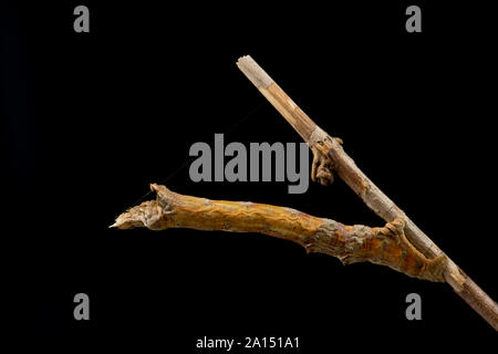 Ein Beispiel für eine frühe Thorn Caterpillar, oder Larve, Selenia dentaria, fotografiert auf einem Zweig in einem Studio vor einem schwarzen Hintergrund im September. Es i Stockfoto